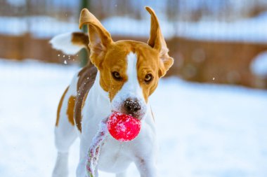 Bir top ile kar üzerinde çalıştırmak mutlu beagle köpek