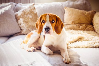 Köpek beagle uyku güneş ışığı koltukta