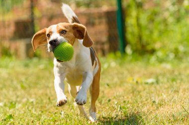 Koş köpek eğlenceli atlama beagle