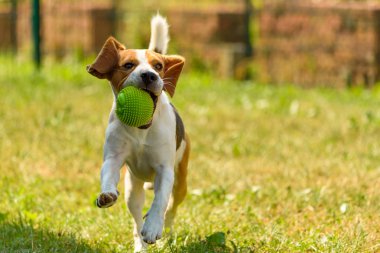 Koş köpek eğlenceli atlama beagle