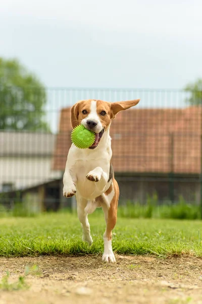 Chien courir beagle saut amusant — Photo