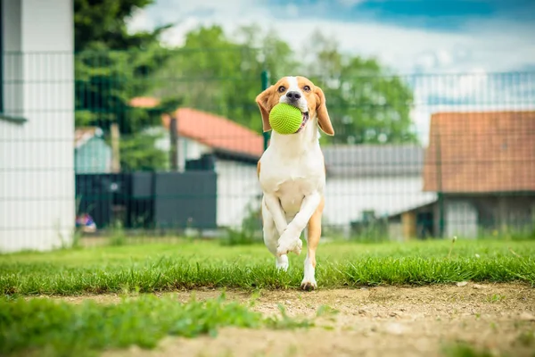 Dog run beagle jumping fun — Stock Photo, Image