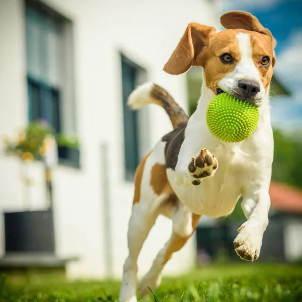 Hunde laufen Beagle springen Spaß — Stockfoto