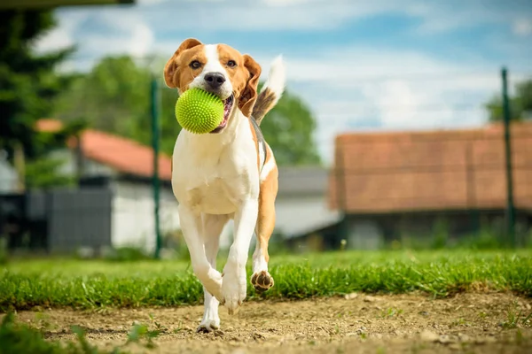 Hund läuft Beagle-Spaß — Stockfoto