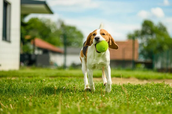 Perro ejecutar beagle saltar divertido —  Fotos de Stock