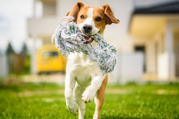 Dog run Beagle fun — Stock Photo, Image
