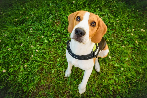 Cão jovem beagle sentado e olhando para a câmera — Fotografia de Stock