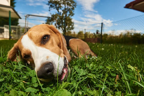 Beagle-Hund kaut Leckerbissen draußen auf einer Wiese im Gartenpüree — Stockfoto