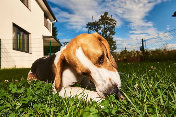Beagle dog chewing treat outside on a grass in the garden pureb