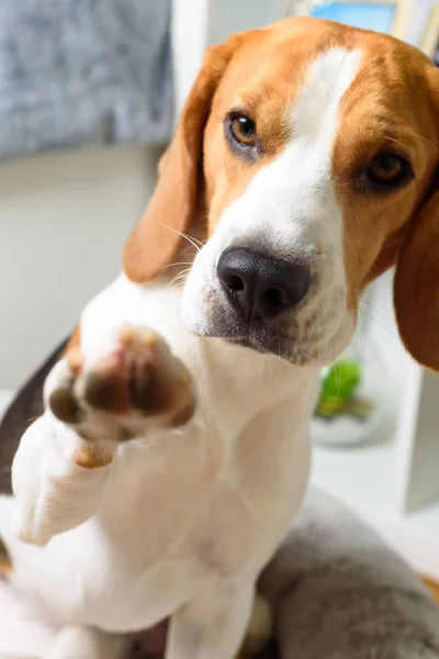 Pies rasy Beagle Podaj łapę — Zdjęcie stockowe