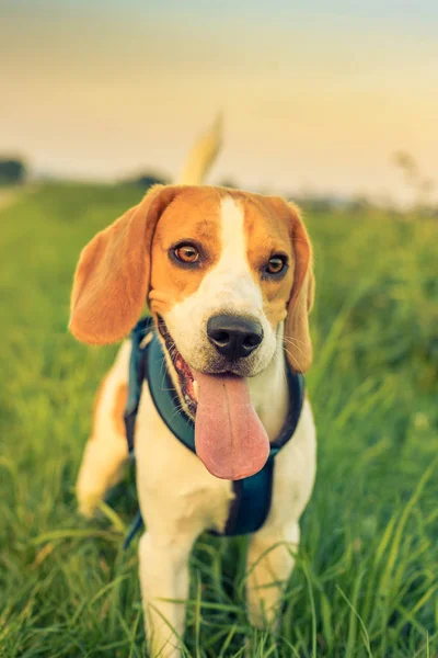 Happy beagle dog in the field summer with long tongue