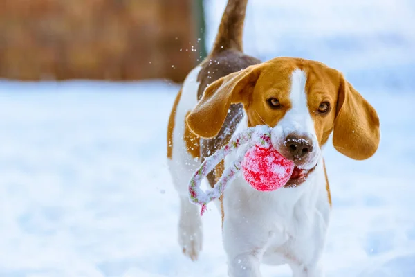 Happy beagle dog run with a ball on the snow