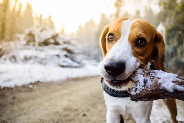 Beagle dog chewing wooden stick in sunny forest morning frost