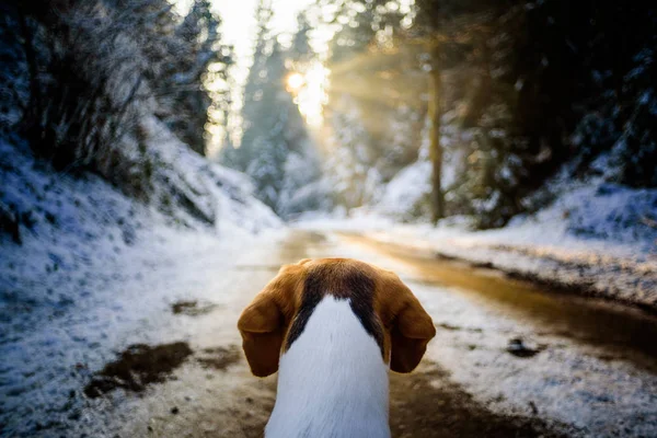 Beagle Dog Blick bei Sonnenuntergang im verschneiten Wald — Stockfoto