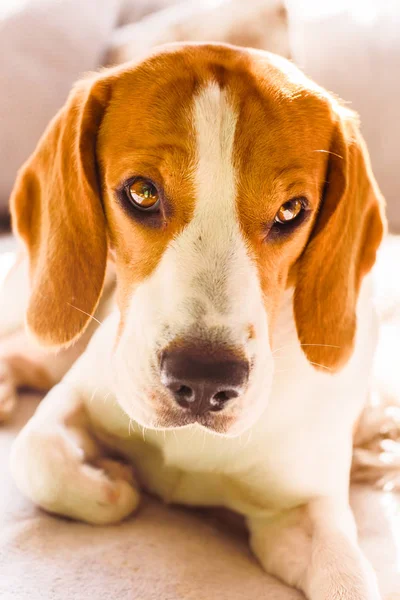 Beagle pies ciepły słoneczny portret — Zdjęcie stockowe