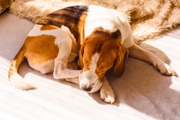 Собаки спят на диване в лучах солнца. — стоковое фото