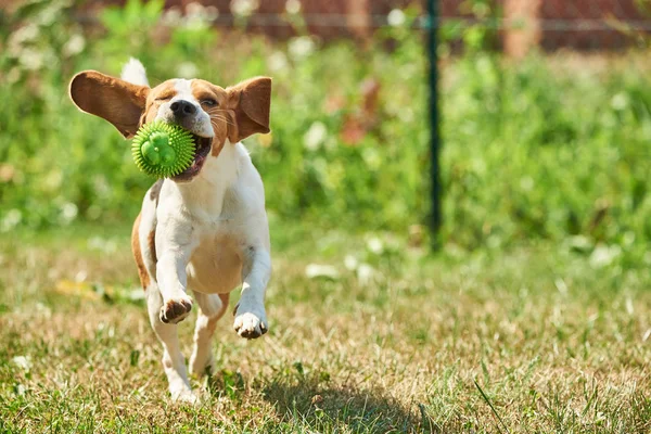 Σκύλος τρέχει Beagle διασκέδαση — Φωτογραφία Αρχείου