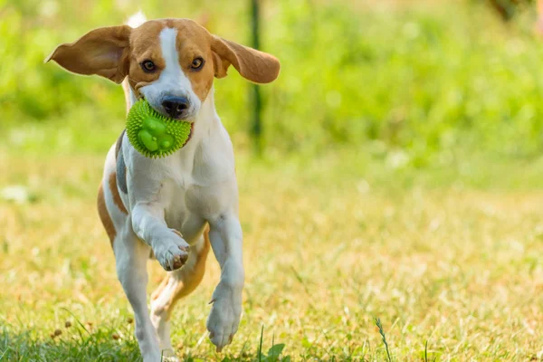 Anjing lari anjing melompat menyenangkan — Stok Foto