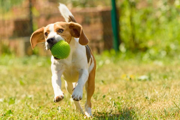 Koş köpek eğlenceli atlama beagle