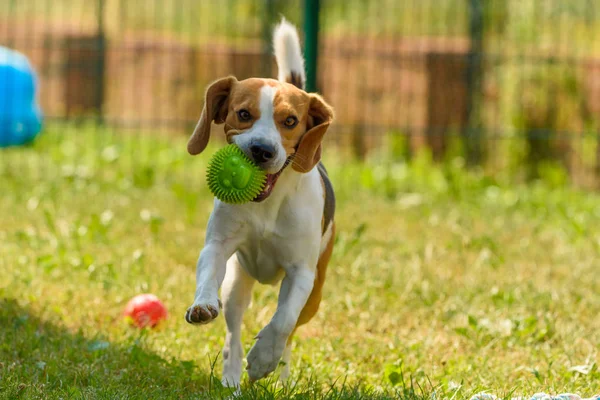 Dog run beagle jumping fun — Stock Photo, Image