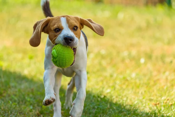 Perro ejecutar beagle saltar divertido — Foto de Stock