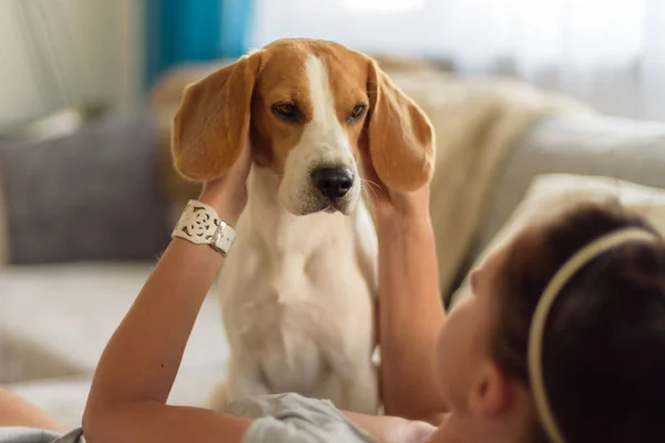 Cão beagle feliz com o proprietário — Fotografia de Stock