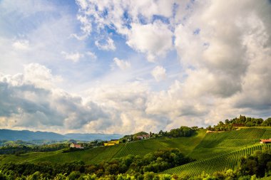 Avusturya üzüm bağları Leibnitz alan Güney Steiermark seyahat spot