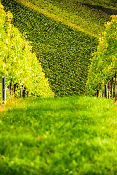 Rakousko vinice Leibnitz oblast Jižní Štýrsko cestovat přímými — Stock fotografie
