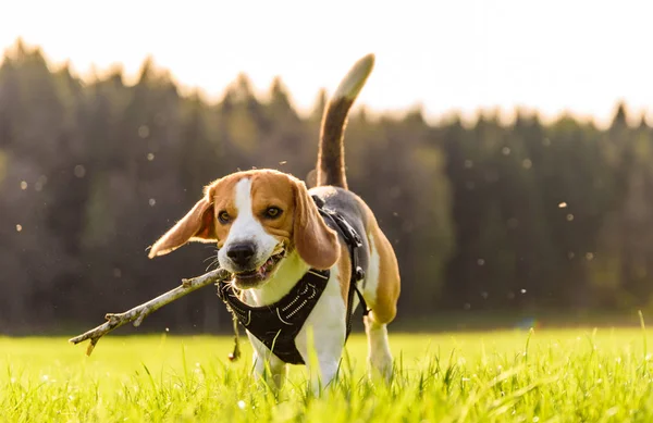 Anjing lari Beagle menyenangkan — Stok Foto