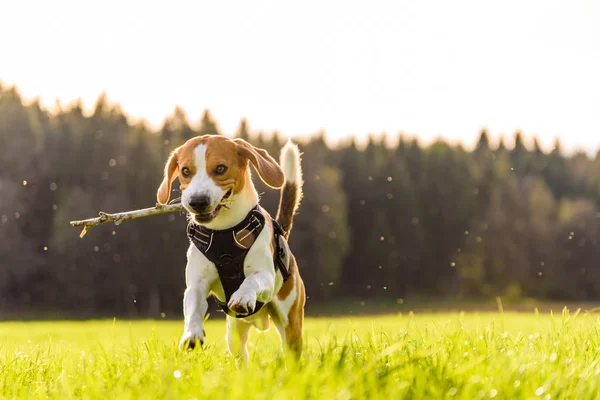 Dog run Beagle fun — Stock Photo, Image