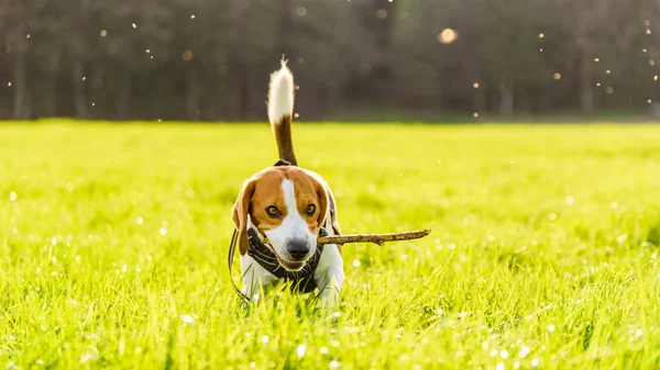 Anjing Beagle di luar — Stok Foto