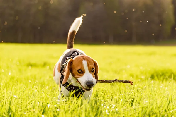 Anjing Beagle di luar — Stok Foto