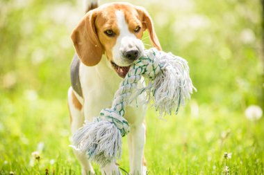 Beagle dog run and fun clipart