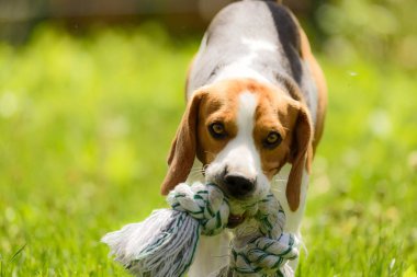 Beagle köpek çalışma ve eğlenceli