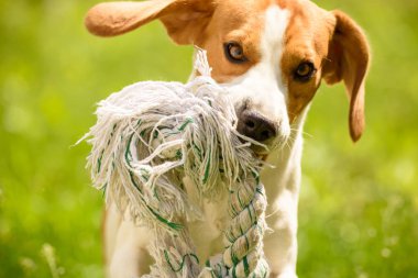 Beagle köpek çalışma ve eğlenceli