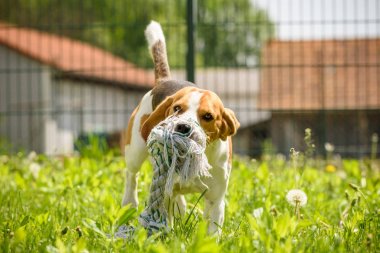 Beagle köpek çalışma ve eğlenceli