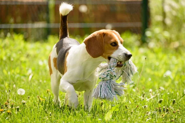 Anjing beagle berjalan dan menyenangkan — Stok Foto