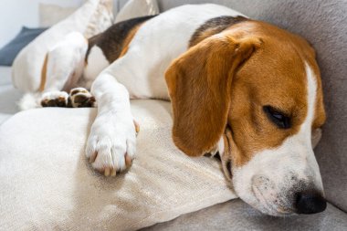 Beagle köpek minder üzerinde kanepede evde uyku