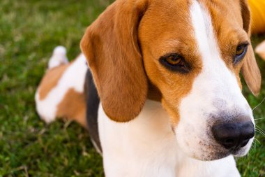Yeşil çim bir bahçede Beagle köpek