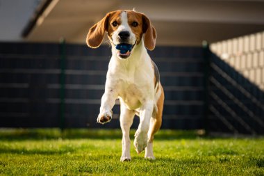 İlkbahar da yeşil bir çayırüzerinde bir top ile Beagle köpek, yaz topu ile kameraya doğru çalışır