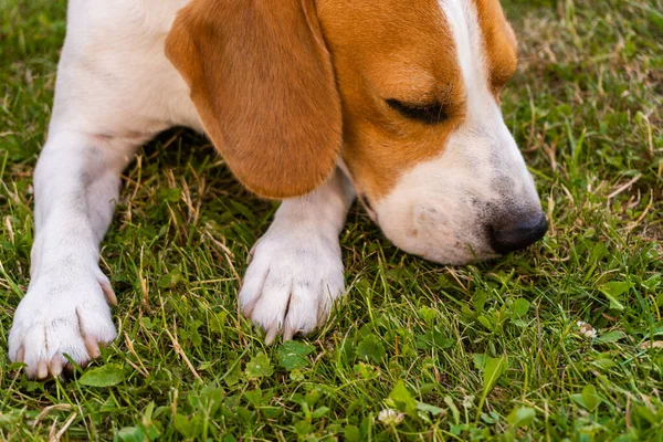 Cão na grama verde, descansando ao ar livre — Fotografia de Stock