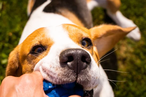 Juego de tirón de perro de la guerra en verano — Foto de Stock