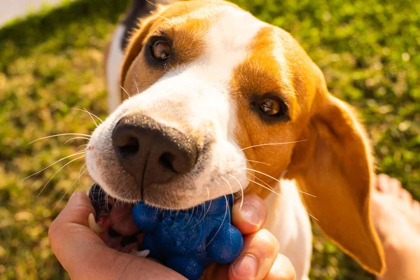 Dog Tug-of-War Game in summer