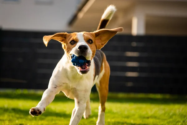 Anjing beagle dengan bola di padang rumput hijau selama musim semi, musim panas berjalan ke arah kamera dengan bola — Stok Foto