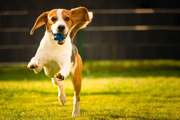 Beagle perro con una pelota en un prado verde durante la primavera, el verano corre hacia la cámara con pelota — Foto de Stock