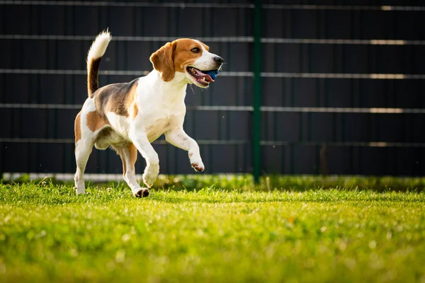 Beagle perro con una pelota en un prado verde durante la primavera, el verano corre hacia la cámara con pelota —  Fotos de Stock
