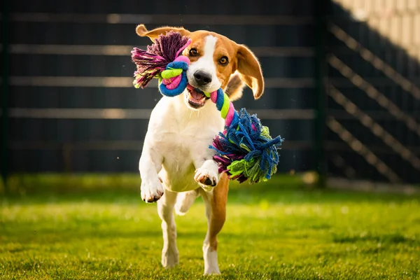 Beagle koira juoksee puutarhassa kohti kameraa värikkäällä lelulla . — kuvapankkivalokuva