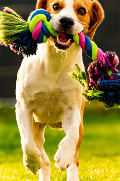 Beagle pes se pohybuje v zahradě ke kameře s barevnou hračkou. — Stock fotografie