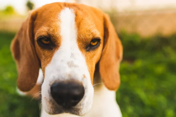 Perro sentado en la hierba retrato exterior — Foto de Stock