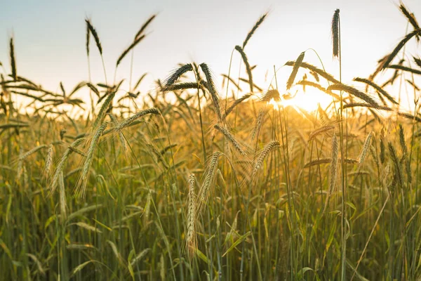 Campo de trigo. Orelhas de trigo dourado fecham. Paisagem do pôr do sol bela natureza. — Fotografia de Stock